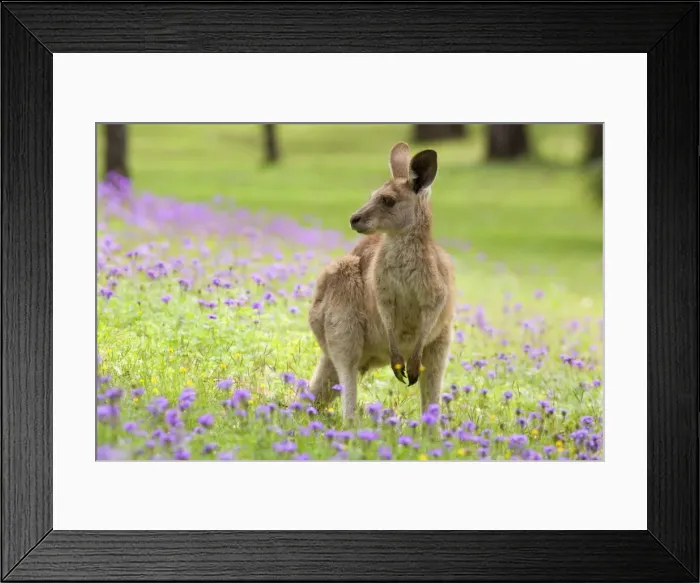 Framed Print : Eastern Grey Kangaroo - young adult sitting on its hind legs in a lush, blooming meadow of pink and yellow flowers - Canarvon Gorge National Park, Queensland, Australia Framed Print : Eastern Grey Kangaroo - young adult sitting on its hind legs in a lush, blooming meadow of pink and yellow flowers - Canarvon Gorge National Park, Queensland, Australia