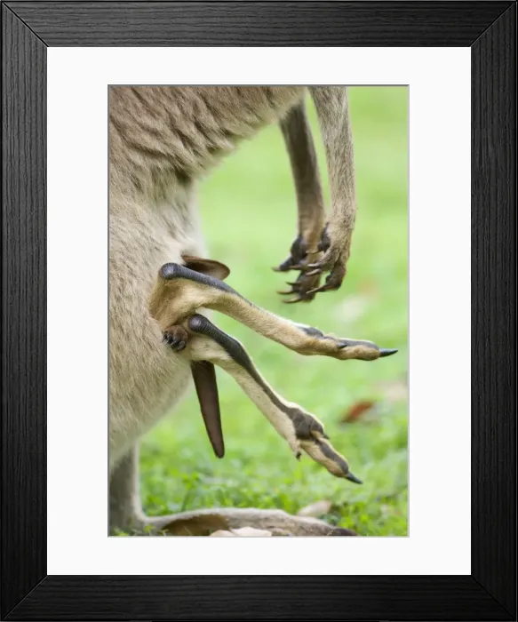 Framed Print : Eastern Grey Kangaroo - funny picture of a pouch with only feet and a tail sticking out. Obviously, the joey climbed face-down into the pouch and has now trouble to turn, because it is already too big for the pouch - Canarvon Gorge National Park Framed Print : Eastern Grey Kangaroo - funny picture of a pouch with only feet and a tail sticking out. Obviously, the joey climbed face-down into the pouch and has now trouble to turn, because it is already too big for the pouch - Canarvon Gorge National Park