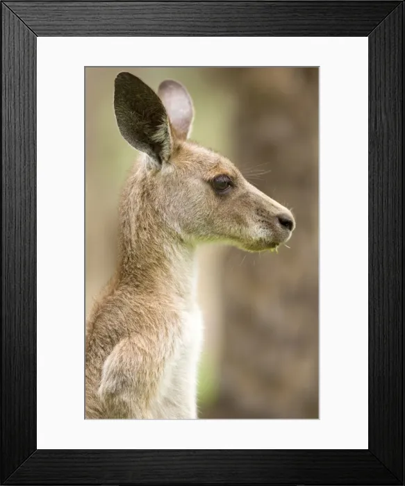 Framed Print : Eastern Grey Kangaroo - side portrait of an adult chewing on grass - Canarvon Gorge National Park, Queensland, Australia Framed Print : Eastern Grey Kangaroo - side portrait of an adult chewing on grass - Canarvon Gorge National Park, Queensland, Australia