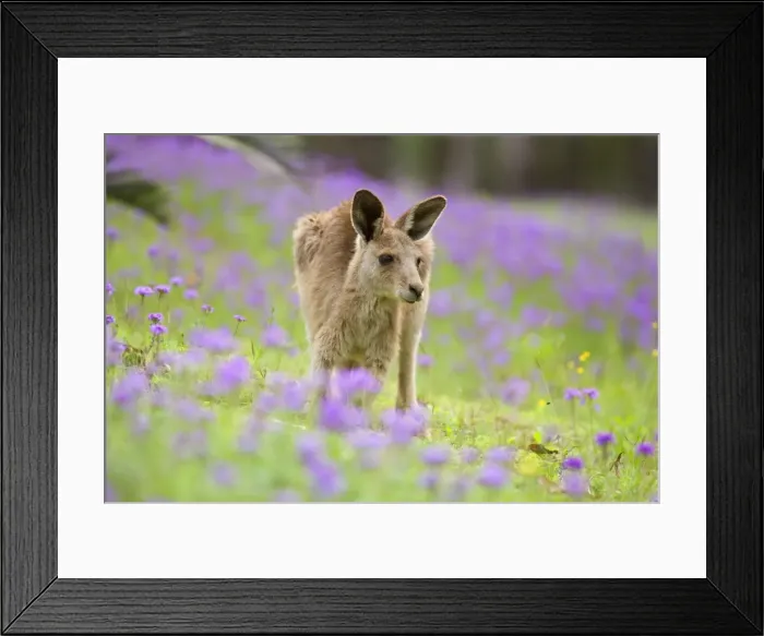 Framed Print : Eastern Grey Kangaroo - young adult grazing in a lush, blooming meadow of pink and yellow flowers - Canarvon Gorge National Park, Queensland, Australia Framed Print : Eastern Grey Kangaroo - young adult grazing in a lush, blooming meadow of pink and yellow flowers - Canarvon Gorge National Park, Queensland, Australia