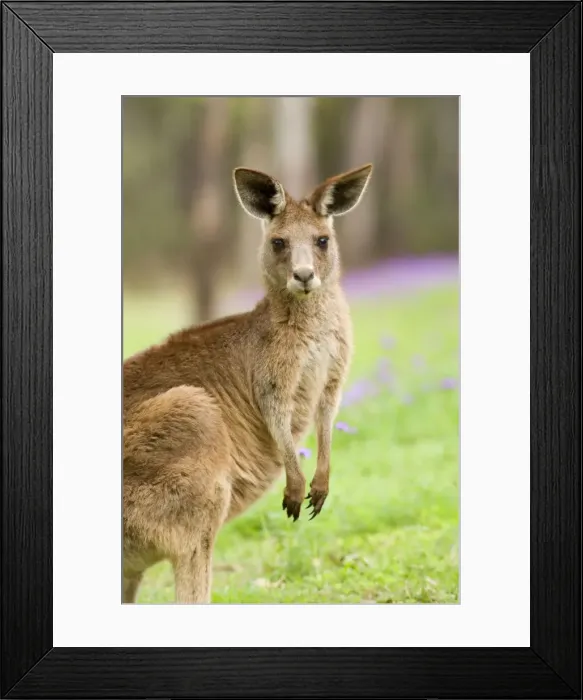 Framed Print : Eastern Grey Kangaroo - frontal portrait of an adult standing on its hind legs looking directly into the camera - Canarvon Gorge National Park, Queensland, Australia Framed Print : Eastern Grey Kangaroo - frontal portrait of an adult standing on its hind legs looking directly into the camera - Canarvon Gorge National Park, Queensland, Australia