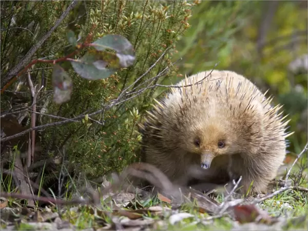 Short-beaked Echidna - adult strolls along vegetation in search for food which consists solely of ants and termites. It can find them by detecting electrical impulses in the muscles of its prey with its beak - Tasmania, Australia