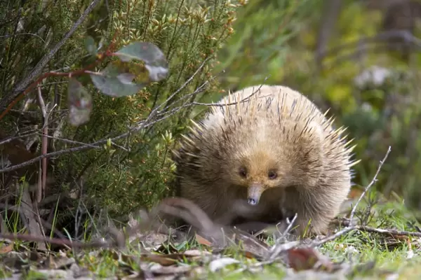 Short-beaked Echidna - adult strolls along vegetation in search for food which consists solely of ants and termites. It can find them by detecting electrical impulses in the muscles of its prey with its beak - Tasmania, Australia