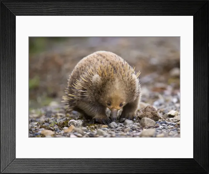Framed Print : Short-beaked Echidna - adult digging in the ground in search for food, which consists solely of ants and termites. It can find them by using its beak which can detect electrical impulses in the muscles of its prey - Tasmania, Australia Framed Print : Short-beaked Echidna - adult digging in the ground in search for food, which consists solely of ants and termites. It can find them by using its beak which can detect electrical impulses in the muscles of its prey - Tasmania, Australia