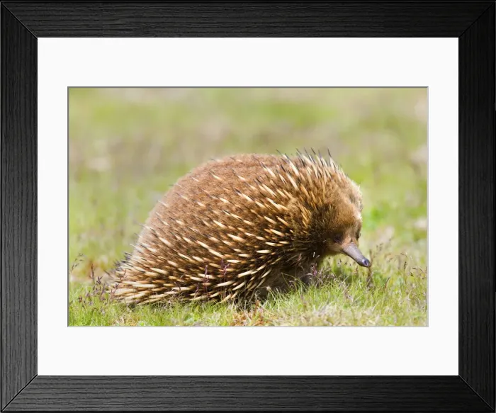 Framed Print : Short-beaked Echidna - adult strolling on a meadow in search for food which consists solely of ants and termites. It can find them by detecting electrical impulses in the muscles of its prey with its beak - Tasmania, Australia Framed Print : Short-beaked Echidna - adult strolling on a meadow in search for food which consists solely of ants and termites. It can find them by detecting electrical impulses in the muscles of its prey with its beak - Tasmania, Australia
