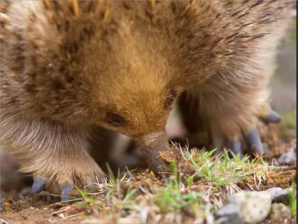 Short-beaked Echidna - frontal portrait of an adult digging in the ground and sticking its beak halfway down into the earth. It searches for food which consists solely of ants and termites