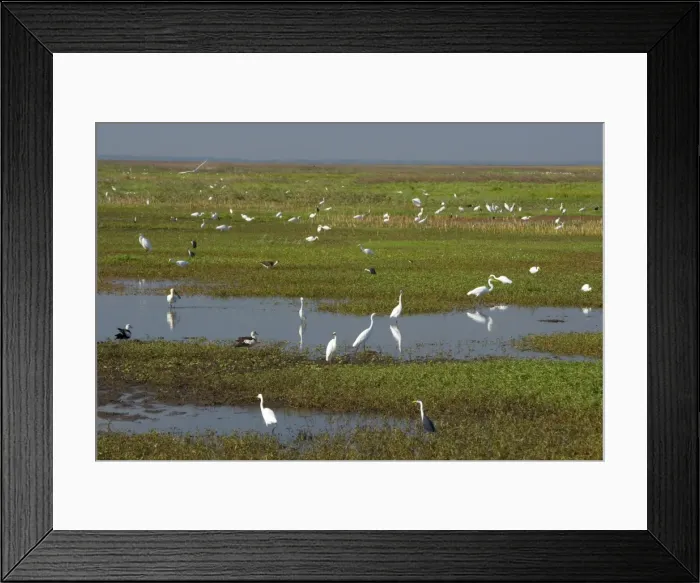 Framed Print : Great Egret - hugh mass of different species of egret and ibis as well as Magpie Geese search for food in the wetlands of Fogg Dam - Fogg Dam, Northern Territory, Australia Framed Print : Great Egret - hugh mass of different species of egret and ibis as well as Magpie Geese search for food in the wetlands of Fogg Dam - Fogg Dam, Northern Territory, Australia