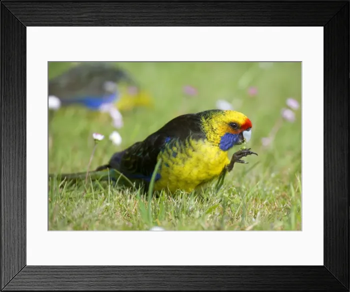 Framed Print : Green Rosella - adult standing in blooming meadow feeding on grass. With its claw it brings the grass roots to its beak to eat it the elegant way. He uses its claw like a hand, a very human-like gesture - Tasmania, Australia Framed Print : Green Rosella - adult standing in blooming meadow feeding on grass. With its claw it brings the grass roots to its beak to eat it the elegant way. He uses its claw like a hand, a very human-like gesture - Tasmania, Australia