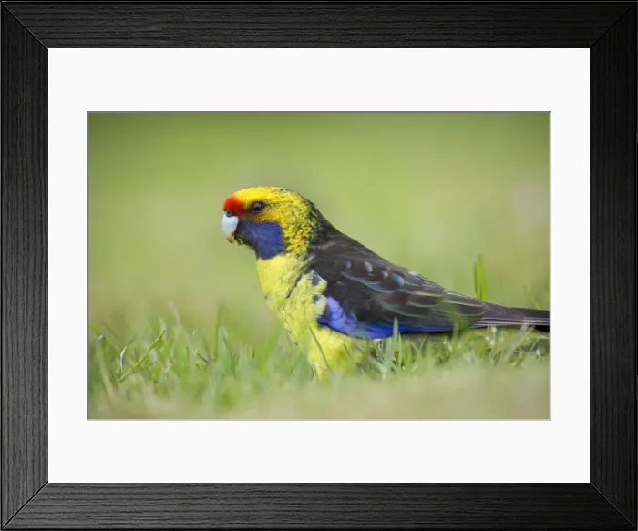 Framed Print : Green Rosella - adult sitting in meadow feeding on grass - Tasmania, Australia Framed Print : Green Rosella - adult sitting in meadow feeding on grass - Tasmania, Australia