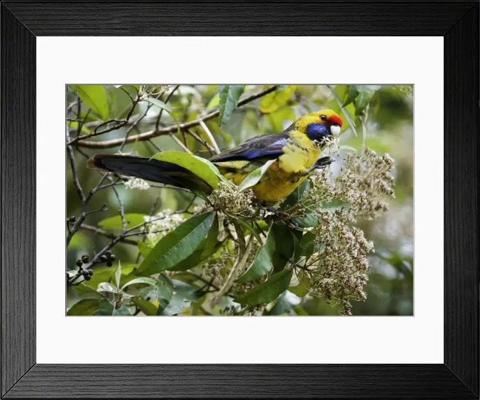 Framed Print : Green Rosella - adult sits on a tree feeding on its blooms. To be able to feed on them comfortably it uses its claw to bring the blossoms towards its beak Framed Print : Green Rosella - adult sits on a tree feeding on its blooms. To be able to feed on them comfortably it uses its claw to bring the blossoms towards its beak