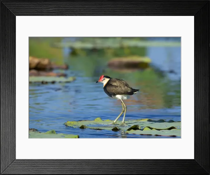 Framed Print : Comb-crested Jacana - adult standing on a Lotus Lily's leaf on a pond looking out - Fogg Dam, Northern Territory, Australia