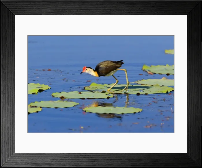 Framed Print : Comb-crested Jacana - adult walks over Lotus Lily's leaves on a pond foraging - Fogg Dam, Northern Territory, Australia Framed Print : Comb-crested Jacana - adult walks over Lotus Lily's leaves on a pond foraging - Fogg Dam, Northern Territory, Australia