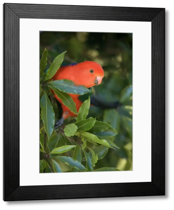 Framed Print : Australian King Parrot - portrait of an adult male sitting on a tree in lush subtropical rainforest looking down curiously - Lamington National Park, Central Eastern Australian Rainforest World Heritage Area, Queensland, Australia Framed Print : Australian King Parrot - portrait of an adult male sitting on a tree in lush subtropical rainforest looking down curiously - Lamington National Park, Central Eastern Australian Rainforest World Heritage Area, Queensland, Australia