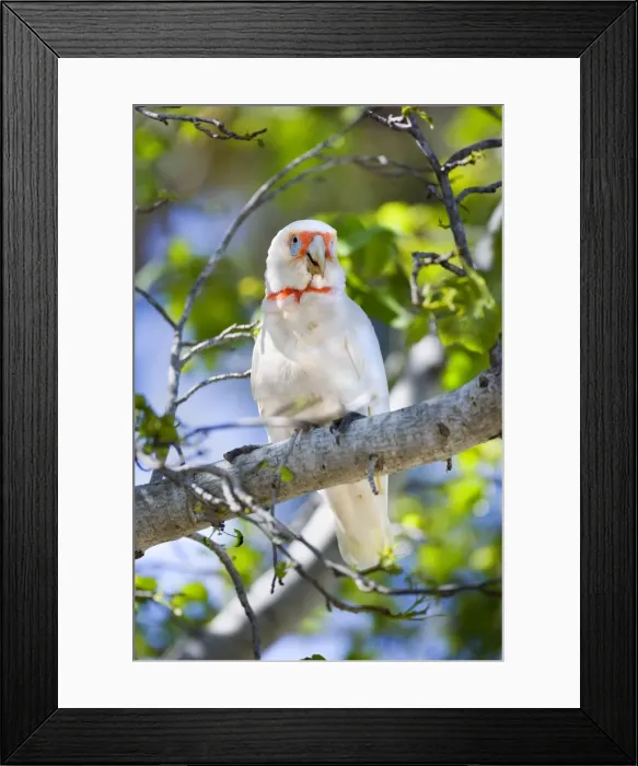 Framed Print : Long-billed Corella - adult female sitting on a tree branch calling out - Phillip Island, Victoria, Australia Framed Print : Long-billed Corella - adult female sitting on a tree branch calling out - Phillip Island, Victoria, Australia