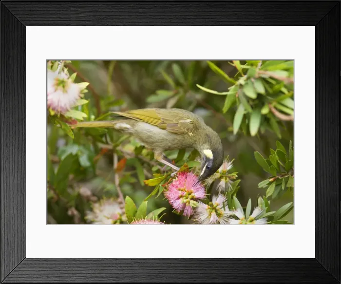 Framed Print : Lewin's Honeyeater - adult sits on a Bottle Brush bush sucking nectar from the blossoms - Lamington National Park, Central Eastern Australian Rainforest World Heritage Area, Queensland, Australia