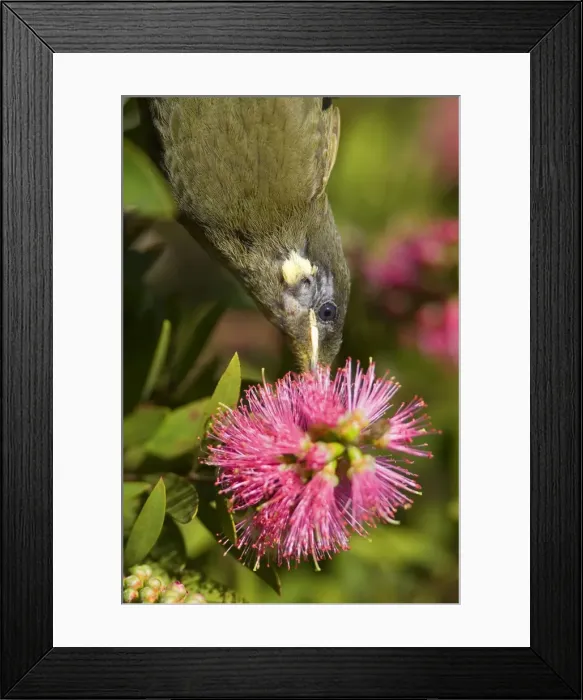 Framed Print : Lewin's Honeyeater - portrait of an adult hanging upside down sucking nectar from a Bottle Brush blossom - Lamington National Park, Central Eastern Australian Rainforest World Heritage Area, Queensland, Australia Framed Print : Lewin's Honeyeater - portrait of an adult hanging upside down sucking nectar from a Bottle Brush blossom - Lamington National Park, Central Eastern Australian Rainforest World Heritage Area, Queensland, Australia