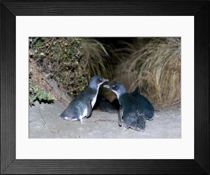Framed Print : Little blue Penguin - penguins just coming ashore at night to proceed to their nests which are hidden in the dense vegetation - Tasmania, Australia Framed Print : Little blue Penguin - penguins just coming ashore at night to proceed to their nests which are hidden in the dense vegetation - Tasmania, Australia