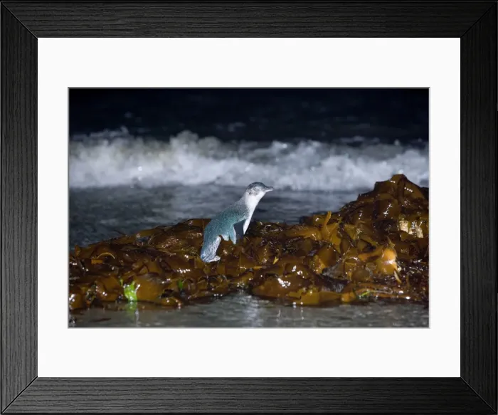 Framed Print : Little blue Penguin - adult penguin just coming ashore at night. To be able to go to the beach it first has to climb over heaps of kelp - Tasmania, Australia Framed Print : Little blue Penguin - adult penguin just coming ashore at night. To be able to go to the beach it first has to climb over heaps of kelp - Tasmania, Australia