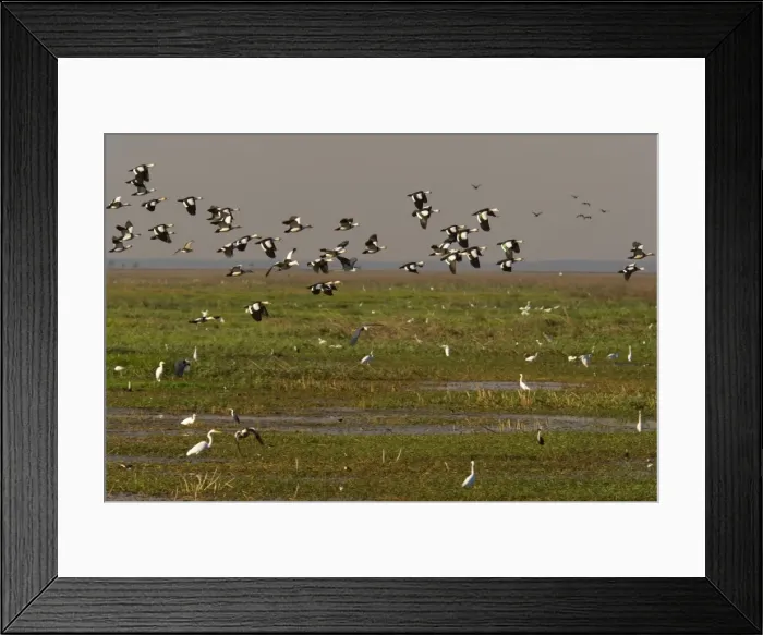 Framed Print : Magpie Goose - flock of Magpie Geese flies over wetlands about to land. Different kinds of egret and ibis forage on the ground - Fogg Dam, Northern Territory, Australia Framed Print : Magpie Goose - flock of Magpie Geese flies over wetlands about to land. Different kinds of egret and ibis forage on the ground - Fogg Dam, Northern Territory, Australia