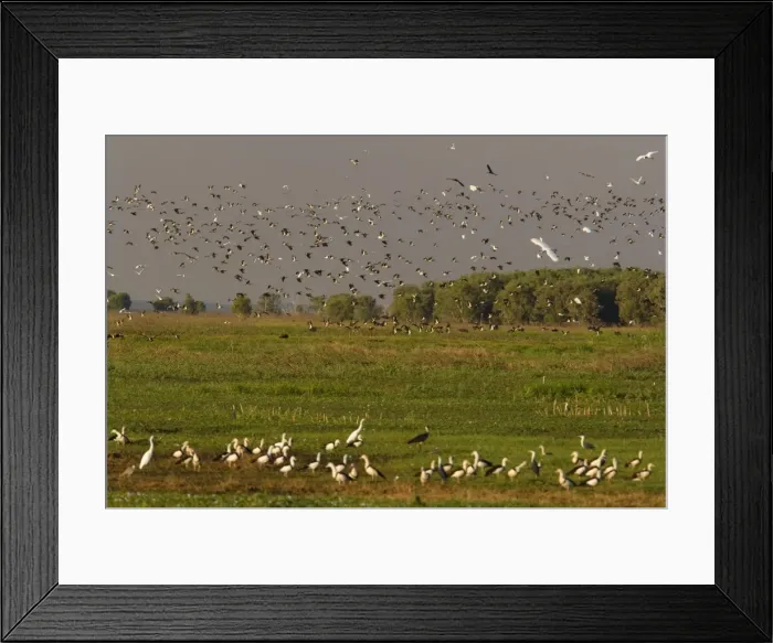 Framed Print : Magpie Goose - hugh flock of Magpie Geese and different types of egret and ibis flies over wetlands about to land. Another group of Magpie Geese sits in the grass in the foreground - Fogg Dam, Northern Territory, Australia Framed Print : Magpie Goose - hugh flock of Magpie Geese and different types of egret and ibis flies over wetlands about to land. Another group of Magpie Geese sits in the grass in the foreground - Fogg Dam, Northern Territory, Australia