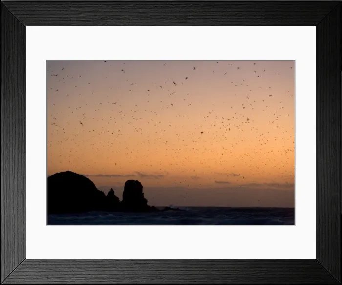 Framed Print : Muttonbird return - hugh numbers of Muttonbird return at dusk to their breeding colony at Cape Woolamai. During the day, they were out at sea feeding. Famous rock formation The Pinnacles is visible in the background - Phillip Island Framed Print : Muttonbird return - hugh numbers of Muttonbird return at dusk to their breeding colony at Cape Woolamai. During the day, they were out at sea feeding. Famous rock formation The Pinnacles is visible in the background - Phillip Island