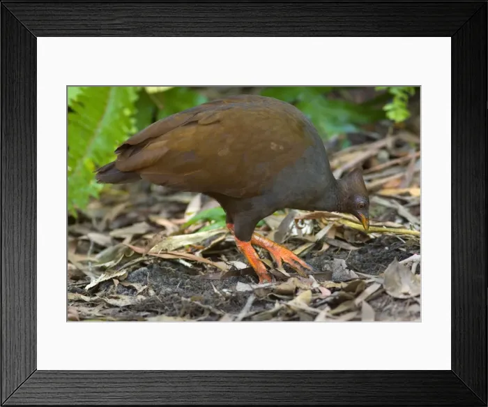 Framed Print : Orange-footed Scrubfowl - adult is combing the ground for insects to feed on. At every second step it stops and scrubs the earth to stirr up food - Queensland, Wet Tropics World Heritage Area, Australia Framed Print : Orange-footed Scrubfowl - adult is combing the ground for insects to feed on. At every second step it stops and scrubs the earth to stirr up food - Queensland, Wet Tropics World Heritage Area, Australia