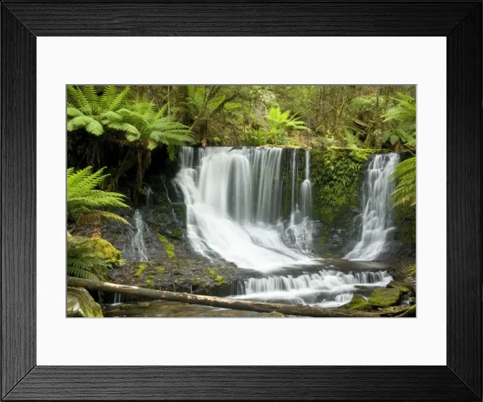 Framed Print : Horseshoe Falls - beautiful horseshoe-shaped waterfall cascades down a moss-covered cliff. It is located in lush temperate rainforest with lots of ground ferns and tree ferns - Mount Field National Park, Tasmania, Australia Framed Print : Horseshoe Falls - beautiful horseshoe-shaped waterfall cascades down a moss-covered cliff. It is located in lush temperate rainforest with lots of ground ferns and tree ferns - Mount Field National Park, Tasmania, Australia
