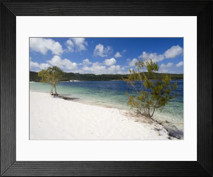 Framed Print : Lake McKenzie - white sand and sparkling blue waters are the main features of this inland, perched lake on Fraser Island. It is the most popular destination for visitors on the world's biggest sand island - Fraser Island World Heritage Site Framed Print : Lake McKenzie - white sand and sparkling blue waters are the main features of this inland, perched lake on Fraser Island. It is the most popular destination for visitors on the world's biggest sand island - Fraser Island World Heritage Site