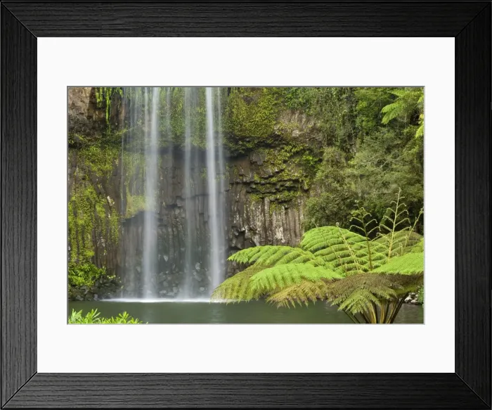 Framed Print : Millaa Millaa Falls - idyllic waterfall plunges into a hugh pool in lush tropical rainforest. The pool is surrounded by tropical vegetation, especially tree fern Framed Print : Millaa Millaa Falls - idyllic waterfall plunges into a hugh pool in lush tropical rainforest. The pool is surrounded by tropical vegetation, especially tree fern