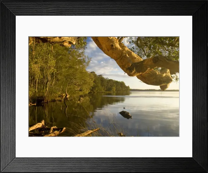 Framed Print : Myall Lakes idyll - evening at a tranquil bay at the Myall Lakes. A low hanging branch of a hugh tree complements the scene - Myall Lakes National Park, New South Wales, Australia Framed Print : Myall Lakes idyll - evening at a tranquil bay at the Myall Lakes. A low hanging branch of a hugh tree complements the scene - Myall Lakes National Park, New South Wales, Australia