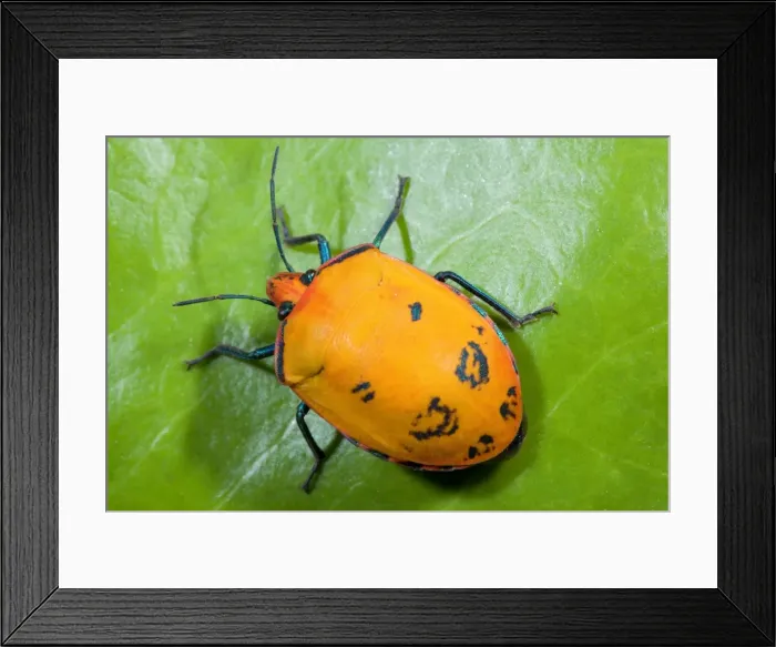 Framed Print : Cotton Harlequin Bug - female of this orange coloured bug scurrying over a leaf - Bingil Bay, Queensland, Australia Framed Print : Cotton Harlequin Bug - female of this orange coloured bug scurrying over a leaf - Bingil Bay, Queensland, Australia