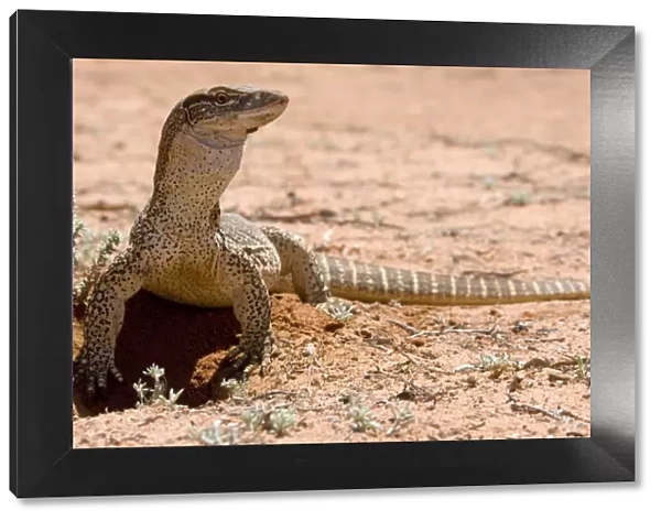 Lace Monitor  /  Goanna - front view of a rather big adult which just came out of its burrow in the earth - Mungo National Park, New South Wales, Australia