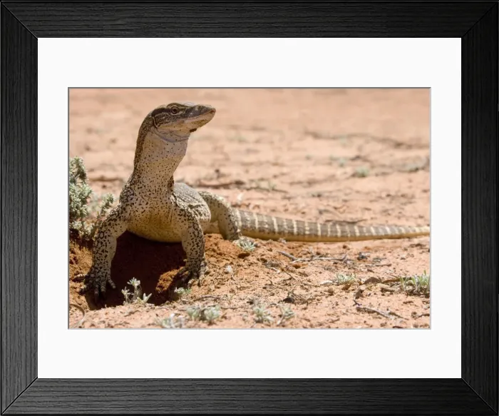 Framed Print : Lace Monitor  /  Goanna - front view of a rather big adult which just came out of its burrow in the earth - Mungo National Park, New South Wales, Australia