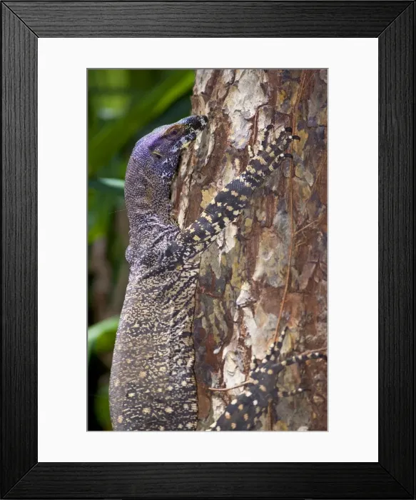Framed Print : Lace Monitor / Goanna - adult climbing up tree trunk - Queensland - Wet Tropics World Heritage Area - Australia Framed Print : Lace Monitor / Goanna - adult climbing up tree trunk - Queensland - Wet Tropics World Heritage Area - Australia