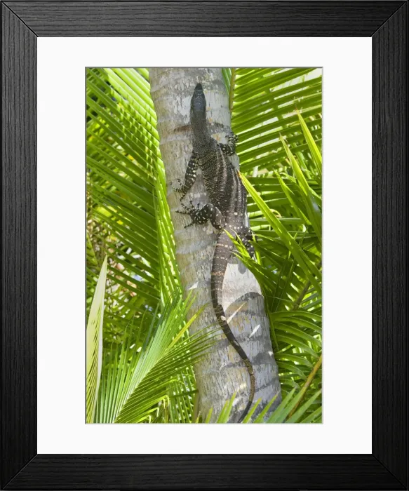 Framed Print : Lace Monitor / Goanna - adult climbing up the trunk of a coconut palm - Queensland, Wet Tropics World Heritage Area, Australia Framed Print : Lace Monitor / Goanna - adult climbing up the trunk of a coconut palm - Queensland, Wet Tropics World Heritage Area, Australia