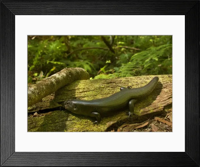 Framed Print : Land Mullet - adult takes a sunbath on a fallen tree trunk in lush subtropical rainforest - Springbrook National Park, Central Eastern Australian Rainforest World Heritage Area, Queensland, Australia Framed Print : Land Mullet - adult takes a sunbath on a fallen tree trunk in lush subtropical rainforest - Springbrook National Park, Central Eastern Australian Rainforest World Heritage Area, Queensland, Australia