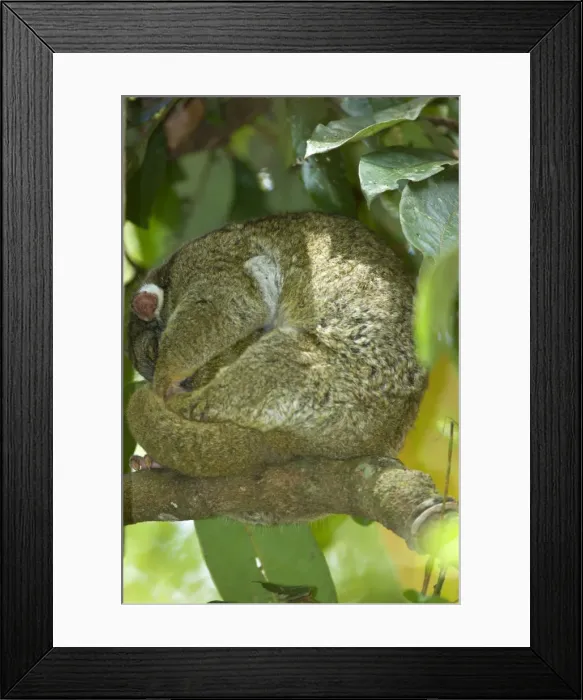 Framed Print : Green Ringtail Possum - female adult curled up on a branch sleeping - Atherton Tablelands, Queensland, Australia Framed Print : Green Ringtail Possum - female adult curled up on a branch sleeping - Atherton Tablelands, Queensland, Australia