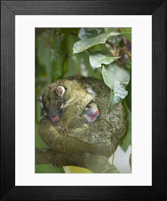 Framed Print : Green Ringtail Possum - female adult curled up on a branch trying to sleep but her baby is wiggling out of its pouch messing restlessly around - Atherton Tablelands, Queensland, Australia Framed Print : Green Ringtail Possum - female adult curled up on a branch trying to sleep but her baby is wiggling out of its pouch messing restlessly around - Atherton Tablelands, Queensland, Australia