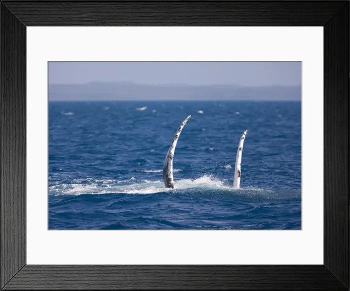 Framed Print : Humpback whale - adult female waves its flippers into the air and prepares for breaching. The coast of Fraser Island is visible in the background - Hervey Bay Marine Park, Queensland, Australia Framed Print : Humpback whale - adult female waves its flippers into the air and prepares for breaching. The coast of Fraser Island is visible in the background - Hervey Bay Marine Park, Queensland, Australia