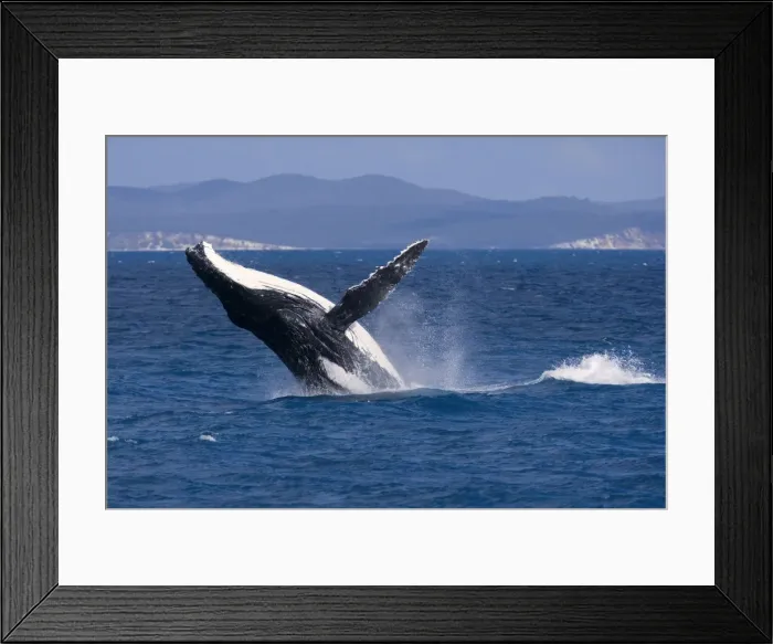 Framed Print : Humpback Whale - breaching female whale in front of Fraser Island's coast - Hervey Bay Marine Park, Queensland, Australia Framed Print : Humpback Whale - breaching female whale in front of Fraser Island's coast - Hervey Bay Marine Park, Queensland, Australia