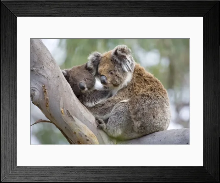 Framed Print : Koala - mother and child in a cute cuddling position. The young, also called joey, lays in its mother's arms in a comfortable looking tree fork of an old eucalypt tree - Otway National Park, Victoria, Australia Framed Print : Koala - mother and child in a cute cuddling position. The young, also called joey, lays in its mother's arms in a comfortable looking tree fork of an old eucalypt tree - Otway National Park, Victoria, Australia