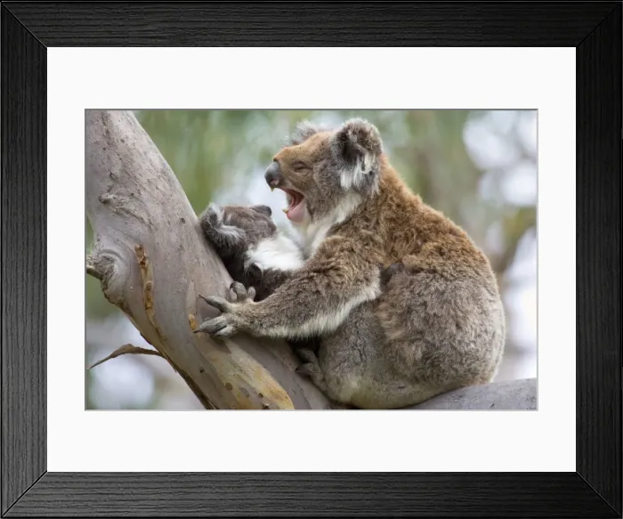 Framed Print : Koala - mother and child in a cute cuddling position. The young, also called joey, lays in its mother's arms in a comfortable looking tree fork of an old eucalypt tree Framed Print : Koala - mother and child in a cute cuddling position. The young, also called joey, lays in its mother's arms in a comfortable looking tree fork of an old eucalypt tree