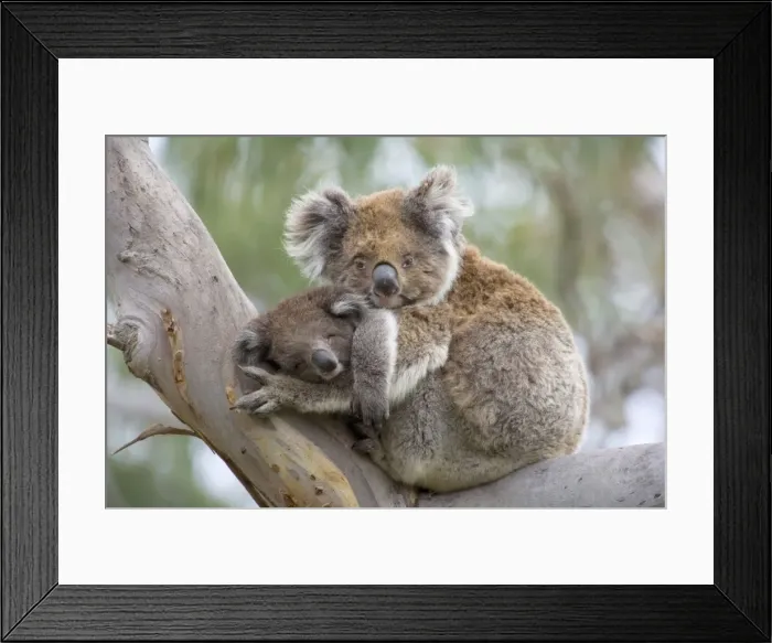 Framed Print : Koala - mother and child in a cute cuddling position. The young, also called joey, sleeps in its mother's arms in a comfortable looking tree fork of an old eucalypt tree - Otway National Park, Victoria, Australia Framed Print : Koala - mother and child in a cute cuddling position. The young, also called joey, sleeps in its mother's arms in a comfortable looking tree fork of an old eucalypt tree - Otway National Park, Victoria, Australia