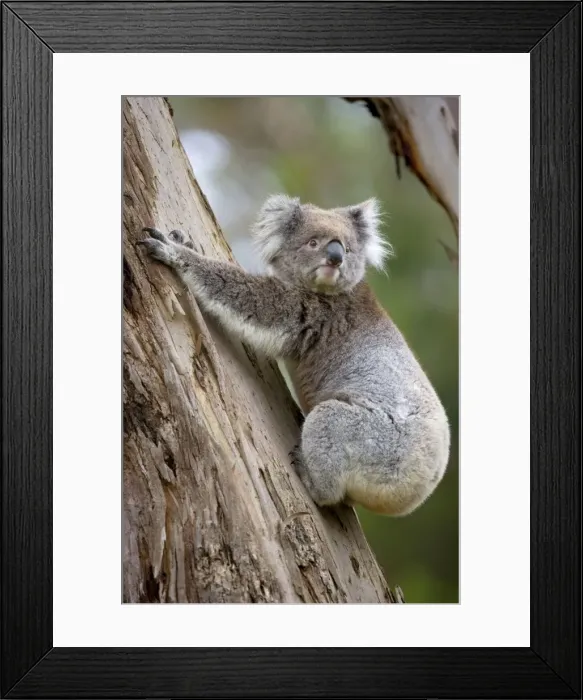 Framed Print : Koala - adult koala clings to the trunk of an eucalypt tree and is about to get down to change its feeding and sleeping tree - Otway National Park, Victoria, Australia Framed Print : Koala - adult koala clings to the trunk of an eucalypt tree and is about to get down to change its feeding and sleeping tree - Otway National Park, Victoria, Australia