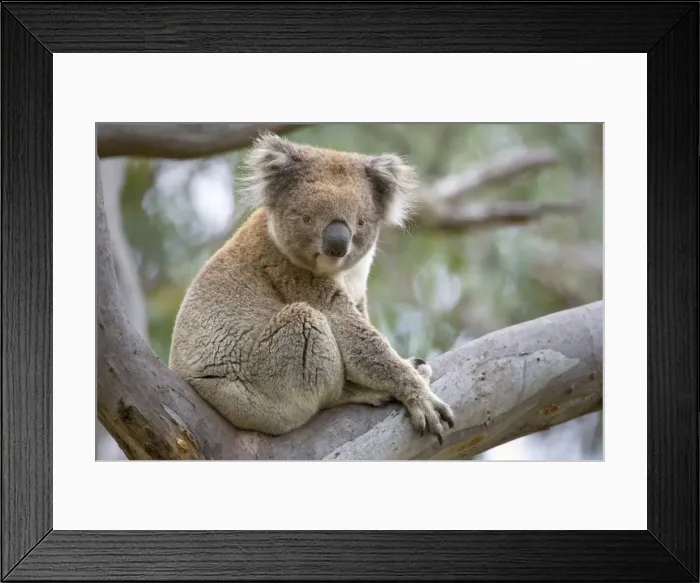 Framed Print : Koala - adult male rests in a comfortable looking tree fork in a tall eucalypt tree - Otway National Park, Victoria, Australia Framed Print : Koala - adult male rests in a comfortable looking tree fork in a tall eucalypt tree - Otway National Park, Victoria, Australia