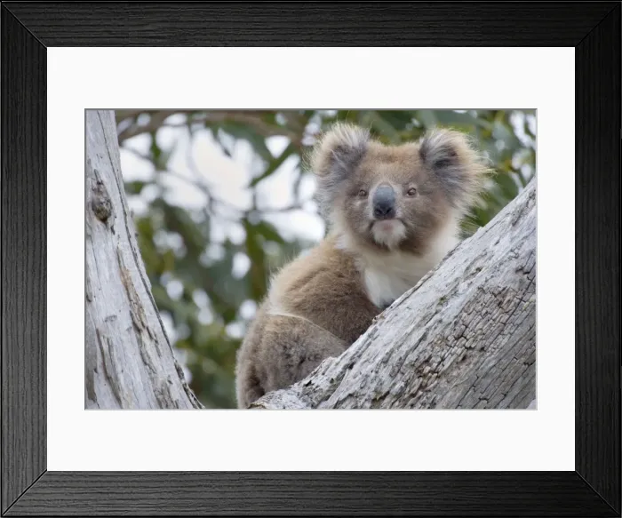 Framed Print : Koala - adult female rests in a comfortable looking tree fork in a tall eucalypt tree - Otway National Park, Victoria, Australia Framed Print : Koala - adult female rests in a comfortable looking tree fork in a tall eucalypt tree - Otway National Park, Victoria, Australia