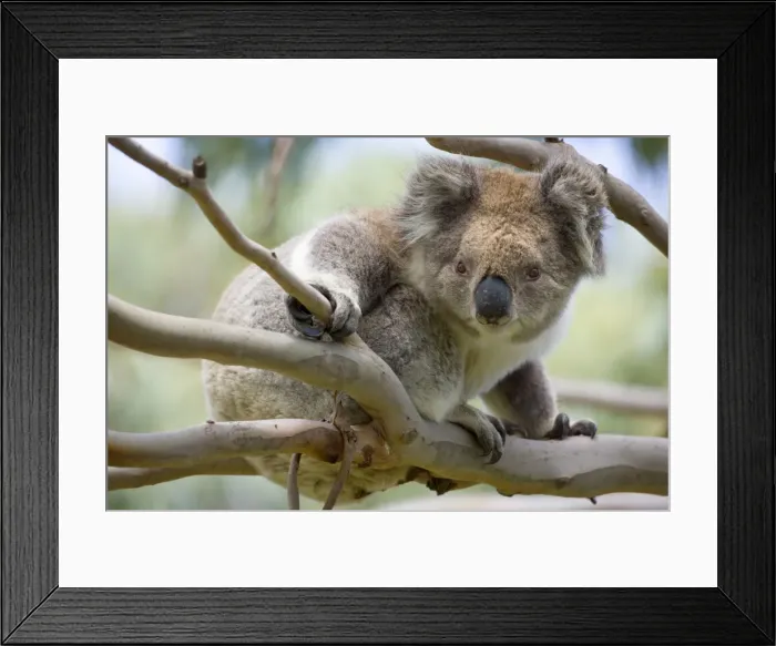 Framed Print : Koala - adult sits on a comfortable looking branch in an eucalypt tree observing intensely another koala on the ground - Otways National Park, Victoria, Australia Framed Print : Koala - adult sits on a comfortable looking branch in an eucalypt tree observing intensely another koala on the ground - Otways National Park, Victoria, Australia