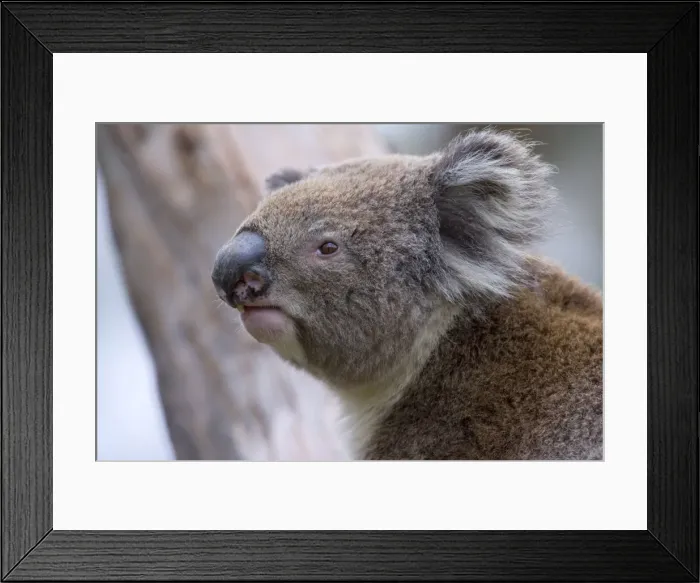 Framed Print : Koala - side portrait of an adult - Otway National Park, Victoria, Australia Framed Print : Koala - side portrait of an adult - Otway National Park, Victoria, Australia
