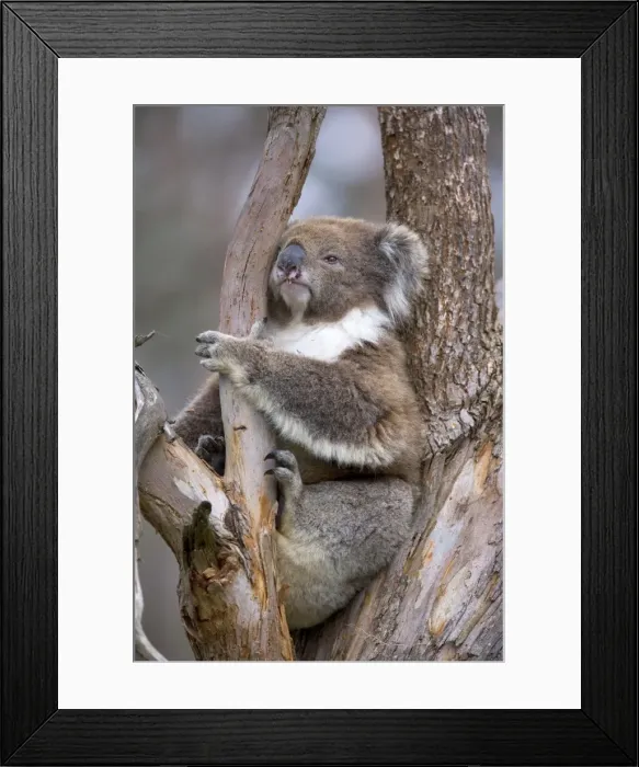 Framed Print : Koala - adult sitting comfortably wedged in a tree fork of an eucalypt tree looking sleepily around - Otway National Park, Victoria, Australia Framed Print : Koala - adult sitting comfortably wedged in a tree fork of an eucalypt tree looking sleepily around - Otway National Park, Victoria, Australia