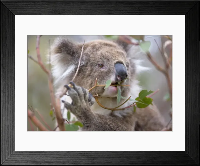 Framed Print : Koala - portrait of an adult feeding on the tough, toxic and low-nutritioned leaves of an eucalypt tree - Otway National Park, Victoria, Australia Framed Print : Koala - portrait of an adult feeding on the tough, toxic and low-nutritioned leaves of an eucalypt tree - Otway National Park, Victoria, Australia